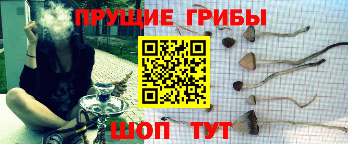 Галлюциногенные грибы Psilocybine cubensis  Вход с VPN  Горно-Алтайск 