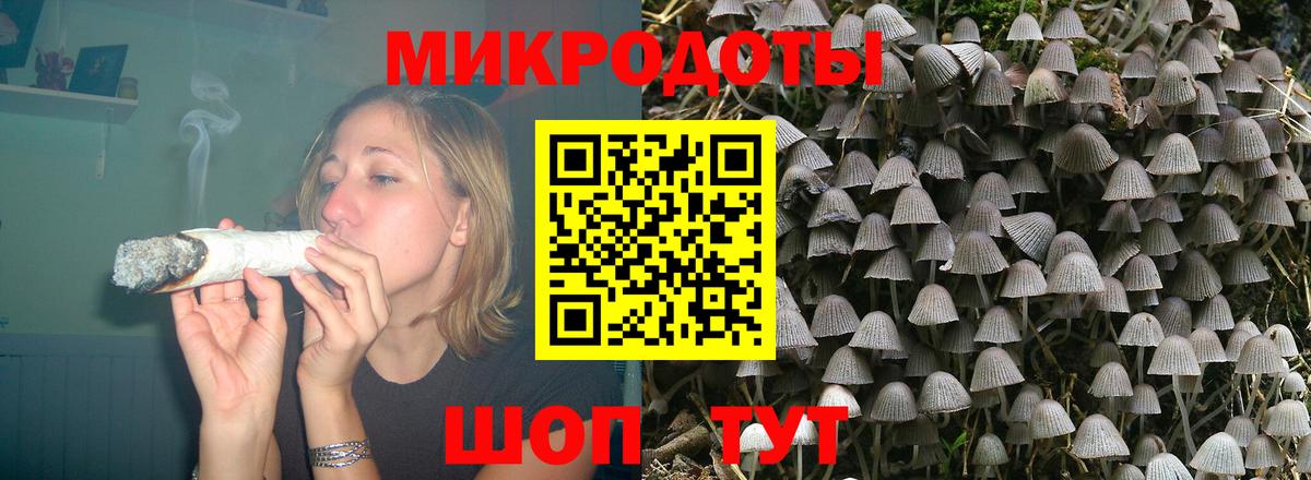 Галлюциногенные грибы Psilocybe Горно-Алтайск